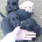 Lola,Uma, India y Mora. Las niñas de la camada